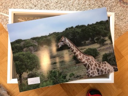 giraffe_3.jpg