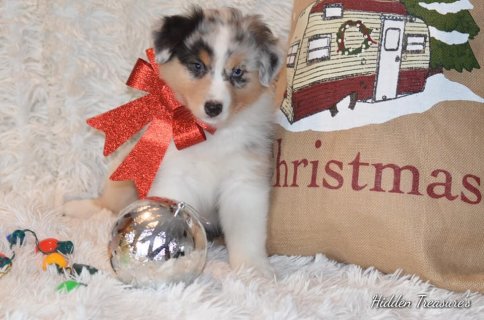 seven-week-christmas.jpg