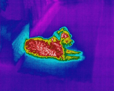 Warm Puppy.jpg Warm Puppy.jpg