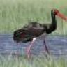 Black_Stork