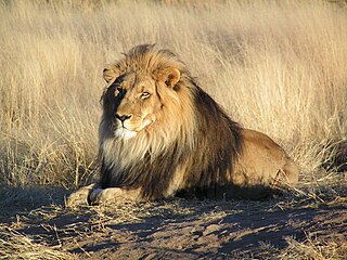 320px-Lion_waiting_in_Namibia.jpg