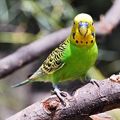 240px-Melopsittacus_undulatus_-Fort_Worth_Zoo-8a-4c.jpg